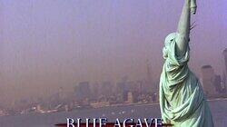 Blue Agave Blue Agave
