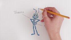 Flik Flik