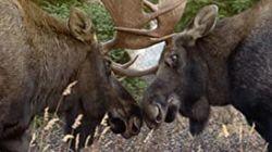 Yukon Wild Yukon Wild