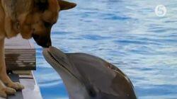Death Among the Dolphins Death Among the Dolphins