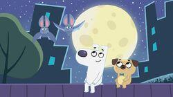 Dog Loves Night Dog Loves Night