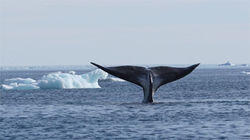 Wild Seas Wild Seas