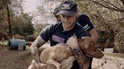 Dog Fighting Dog Fighting