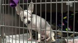 How to Stuff a Chihuahua