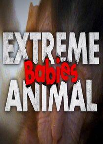 Extreme Animal Babies Extreme Animal Babies