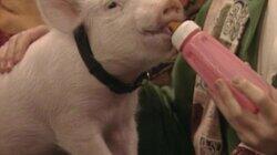 This Little Piggy This Little Piggy
