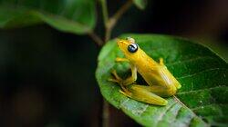 Rainforest Rainforest