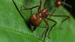 Army of the Ants Army of the Ants