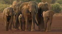 Elephants on the Edge Elephants on the Edge