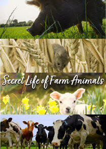 Secret Life of Farm Animals Secret Life of Farm Animals