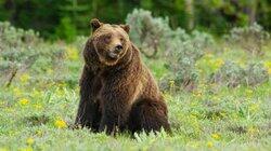 Grizzly 399: Queen of the Tetons Grizzly 399: Queen of the Tetons