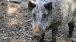 Pigzilla Pigzilla