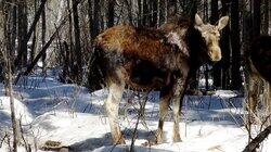 Moose Rampage