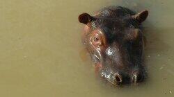 Cocaine Hippos Cocaine Hippos