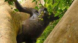 Gorilla Gorilla