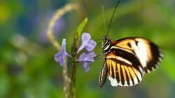 Sex, Lies And Butterflies Sex, Lies And Butterflies
