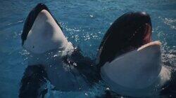 Whatever Happened to Moby Dick? Whatever Happened to Moby Dick?