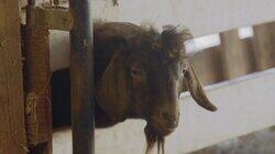 Virginia Cattle Call Virginia Cattle Call
