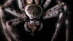 Curse of the Monster Spider Curse of the Monster Spider
