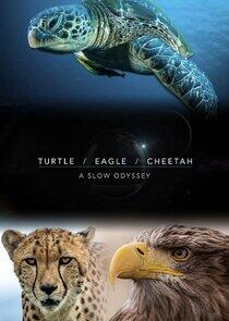 Turtle, Eagle, Cheetah: A Slow Odyssey Turtle, Eagle, Cheetah: A Slow Odyssey