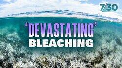 'Devastating' Bleaching 'Devastating' Bleaching