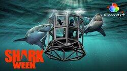 Shark House Shark House