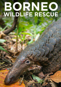 Borneo Wildlife Rescue Borneo Wildlife Rescue