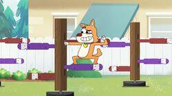 Dog's Show Dog's Show