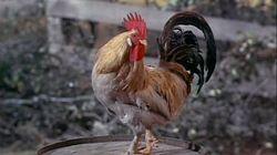 My Husband, the Rooster Renter My Husband, the Rooster Renter