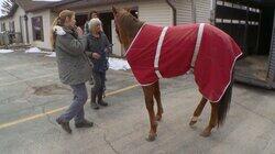 A Plague on Both Your Horses A Plague on Both Your Horses