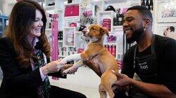 The Doggy Wears Prada The Doggy Wears Prada