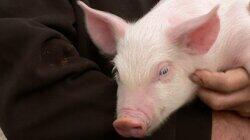 Albert Ein-swine