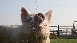Hog Days of Summer Hog Days of Summer