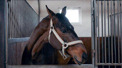 In Harmony with Horses In Harmony with Horses