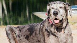 One Great Dane One Great Dane