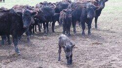 Cow I Met Your Mother Cow I Met Your Mother