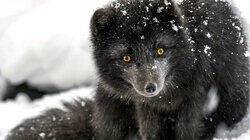 Winter Winter