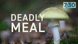 Deadly Meal Deadly Meal