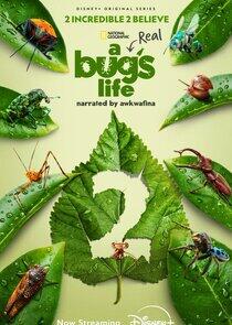 A Real Bug's Life - Season 2 A Real Bug's Life - Season 2
