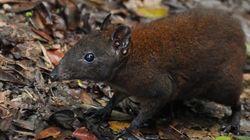 Australia's First 4 Billion Years - Strange Creatures Australia's First 4 Billion Years - Strange Creatures