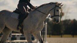 Horse Hitman Horse Hitman