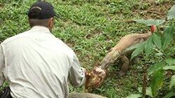 Death by Viper Death by Viper
