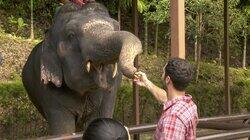 Elephant-Sized Fun Elephant-Sized Fun