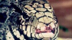 Rattlesnake in my Car Rattlesnake in my Car