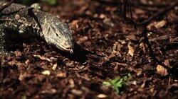 Flesh Eating Lizard Flesh Eating Lizard