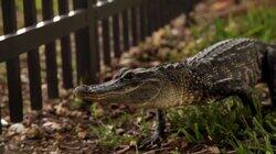 Gator vs. Python Gator vs. Python