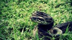 Deadly Reptile Mix Deadly Reptile Mix