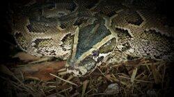 Killer Pythons Killer Pythons