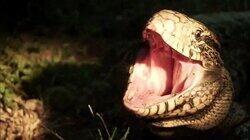 A Python Ate My Pet A Python Ate My Pet