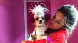 Extreme Dog Grooming Extreme Dog Grooming